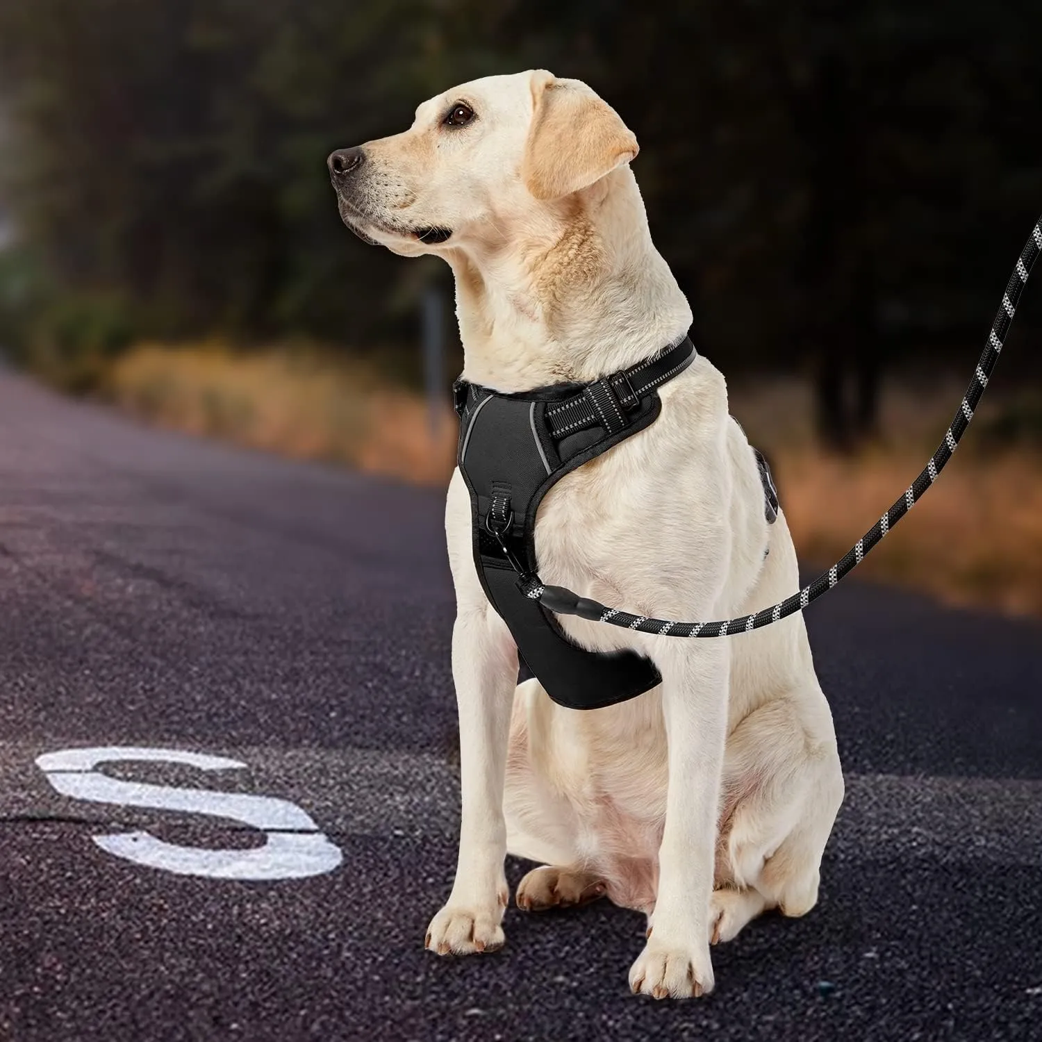 IVY&LANE No Pull Dog Harness for Medium Dogs, Dog Vest Harness with Leash, Safety Belt and Storage Strap, Fully Adjustable Harness, 360 Reflective Strip, Soft Handle (Black, M)