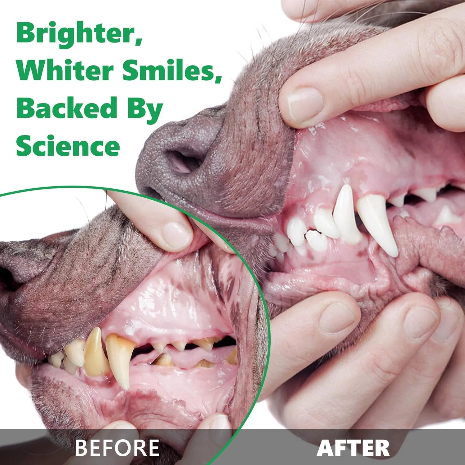 Teeth Cleaning Powder for Dogs, Dog Breath Freshener, Dental Powder for Dogs Teeth with Probiotics Help Reduce Bad Breath, Plaque Tartar Remover, Dog Teeth Powder for Small, Medium, Large Dogs 30g